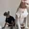 Winter Cotton TShirt For Sphynx Cats And Hairless Breeds 1
