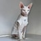 Winter Cotton TShirt For Sphynx Cats And Hairless Breeds 6