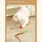 FeatherBounce Interactive Cat Ball Toy Set With Feathers For Indoor Play 4