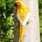 Whimsical Resin Parrot Wall Sculpture Garden Home TreeMounted Decoration 4