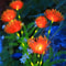 SolarPetal Flower Ground Plugin Lamp 3