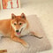 Orthopedic 3D Foam Dog Bed With Removable Faux Fur Cover And Waterproof AntiSlip Base 3