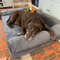Orthopedic Dog Bed With Washable Cover And Memory Foam Cushion 1
