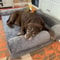 Orthopedic Dog Bed With Washable Cover And Memory Foam Cushion 1