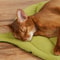 Leaf Shaped Double Sided Cat Dog Nest Mattress 5