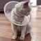 Adjustable Soft Pet Recovery Cone Collar 1