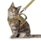 Waterproof Outdoor Cat Vest With Adjustable Chest Strap For Walking 4