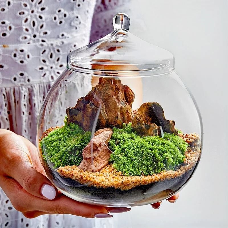 Micro Landscape Moss Ball Glass Vase With Lid Desktop Bonsai Decor 0