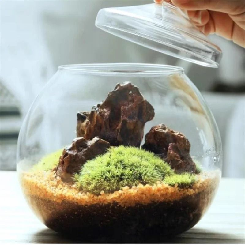 Micro Landscape Moss Ball Glass Vase With Lid Desktop Bonsai Decor 3