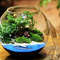 Micro Landscape Moss Ball Glass Vase With Lid Desktop Bonsai Decor 5