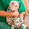 Cat Grooming Wrap Self Adherent Swaddle For Nail Clipping 3