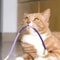 Cat Bite Rope Toy Durable Teething Chew Rope 7