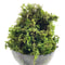 Artificial Moss Green For Potted Plants And Craft Use 2