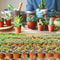 Flexible Plastic Nursery Pots 75 Pack For Seedlings Succulents And Transplants 2