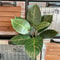 Fake Plants Leaf Apple Evergreen Peacock Leaves Artificial Greenery Home Decor 15