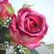 Autumn Color Artificial Silk Rose Bouquet Wedding Photography Home Decoration 3