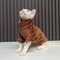 Fashionable Cat And Dog Winter Sweater Pet Hoodie Warm Knit Outfit 9