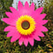 Colorful Sunflower Windmill Pinwheel Garden Spinner 15