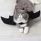 Cute Pet Bat Wings Costume For Cats And Dogs 4
