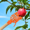 High Altitude Fruit Picker Plastic Garden Harvesting Tool For Loquat Bayberry Peach Plum And Jujube 2