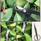 Professional Steel Long Handle Bonsai Scissors For Pruning And Garden Care 1