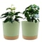 2 Pack Indoor Flower Pots With Drainage Holes And Removable Base 6