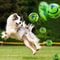Funny Interactive Giggle Ball Dog Toy For Mental Stimulation And Play 3