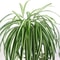 Artificial Hanging Green Plant Potted Chlorophytum Wall Decor 65cm PVC Simulation Leaves 4