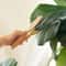 Wooden Leaf Cleaning Tongs For Houseplants 5