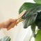 Wooden Leaf Cleaning Tongs For Houseplants 5