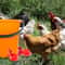 Chicken Waterer Cups Poultry Drinking Feeder Cups 4