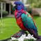 Bright And Colorful Parrot Garden Stake Outdoor Terrace And Lawn Decoration 0