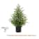 JUSTINLAU 2FT Artificial Norfolk Pine Cypress Tree Potted Tabletop Faux Holiday Decor 10