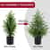 JUSTINLAU 2FT Artificial Norfolk Pine Cypress Tree Potted Tabletop Faux Holiday Decor 4