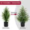 JUSTINLAU 2FT Artificial Norfolk Pine Cypress Tree Potted Tabletop Faux Holiday Decor 4