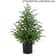 JUSTINLAU 2FT Artificial Norfolk Pine Cypress Tree Potted Tabletop Faux Holiday Decor 8