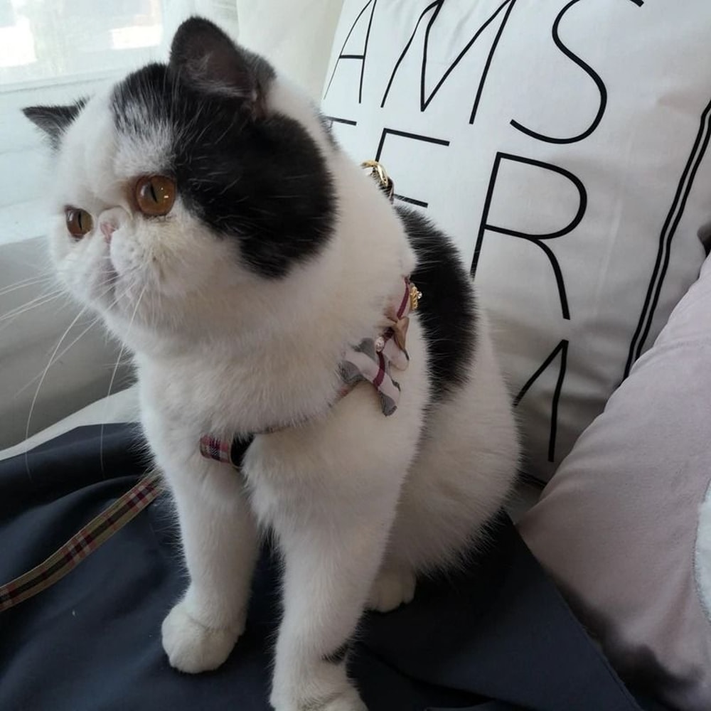 British Style Pet Vest Leash Set Elegant Dog Harness Cat Collar 2Piece Set 1