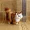 Cute Simulation Cat Plush Toy 2