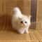 Cute Simulation Cat Plush Toy 7