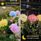 Solar Outdoor Hydrangea Garden Stake Lights 3
