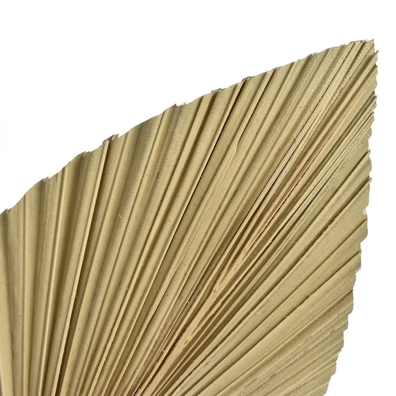 2 PCS Dried Palm Fan Leaf Pampas Grass Set 5