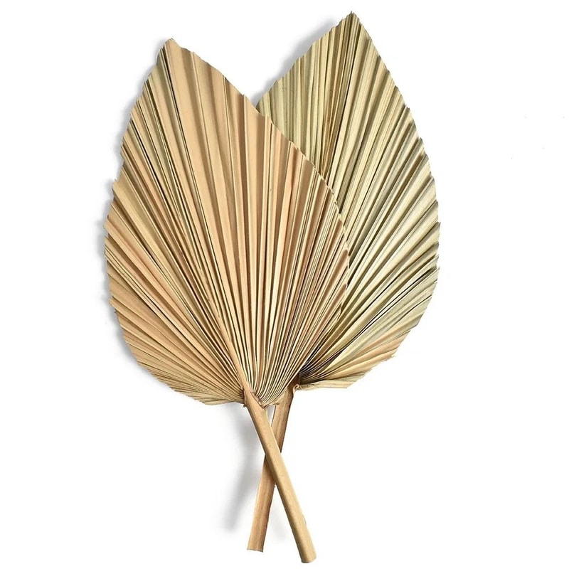 2 PCS Dried Palm Fan Leaf Pampas Grass Set 6
