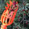 Multifunctional Fruit Picker Tool High Branch Harvest Device For Bayberry Loquat And Plum 3
