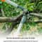 AIRAJ Professional Pruning Shears HighPerformance Gardening Tool For Coarse Branch Cutting 5