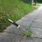 HeavyDuty Weed Puller Ergonomic Root Remover For Lawns Patios And Gravel 2