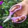 Professional Bonsai Garden Scissors HighPerformance Floral Shears With Comfortable Grip Handle 2
