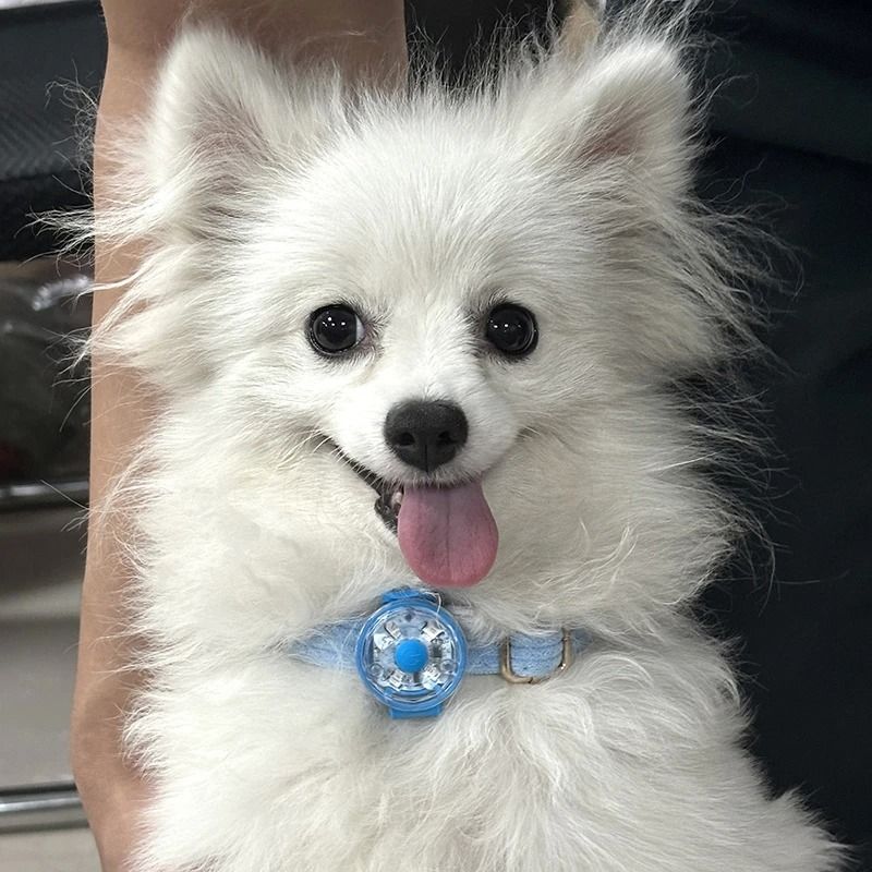 LED Dog Safety Pendant HighPerformance Rechargeable Night Flashing Puppy Flashlight Pet Accessory 3