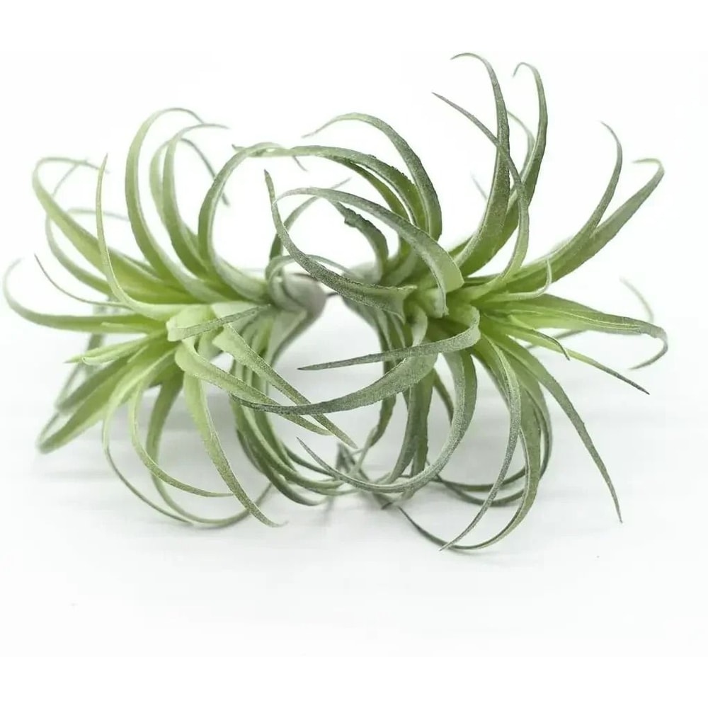 Artificial Flocking Tillandsia Air Plants HighPerformance 2Piece Faux Succulent Bromeliad Set 0
