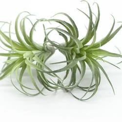 artificial flocking tillandsia air plants – high-performance 2-piece faux succulent & bromeliad set