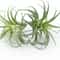 Artificial Flocking Tillandsia Air Plants HighPerformance 2Piece Faux Succulent Bromeliad Set 0